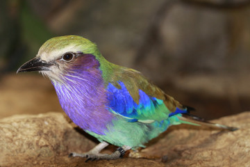 Senegalracke  (Coraciidae) Afrika