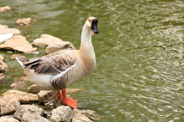 Big goose stands by the pond