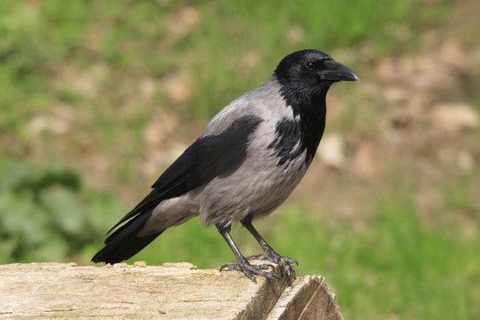 Nebelkrähe oder Aaskrähe (Corvus corone)