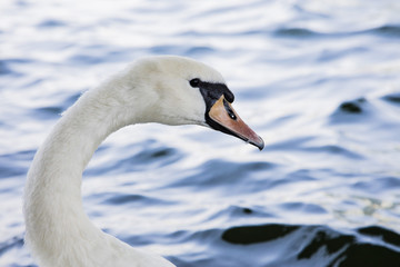 white swan close up