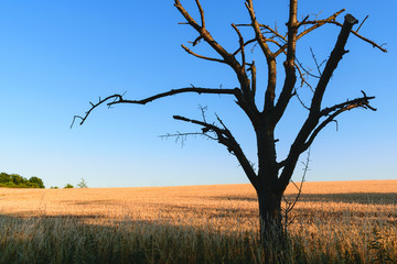 Dead tree in a oath field with blue sky