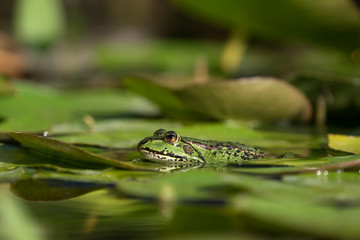 A green european frog resting in some water lily leaves 