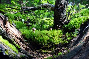 Small and beautiful mushrooms in the forest in the Carpathians. 
