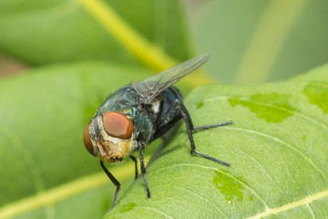fly on the leaf
