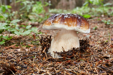 Boletus edulis. Fungus in the natural environment.