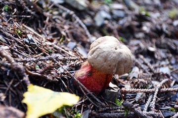 Small and beautiful mushrooms in the forest in the Carpathians. 