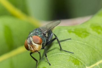 fly on the leaf