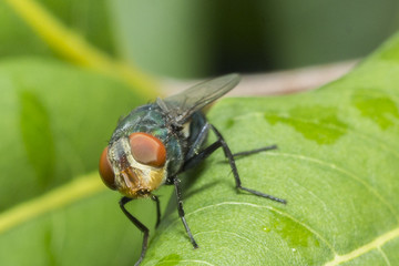 fly on the leaf