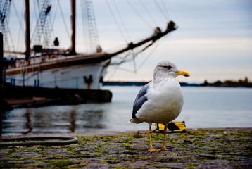 bird