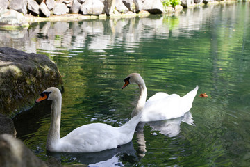Beautiful swans on the pond