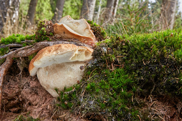 Boletus edulis. Fungus in the natural environment.