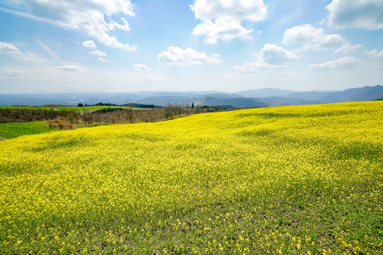 菜の花　亀石峠