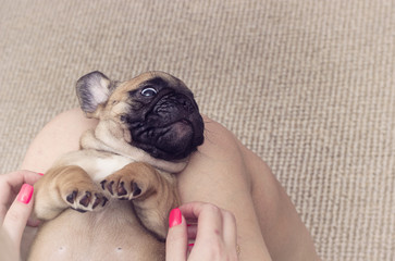 puppy of a French bulldog lying on his back, top view