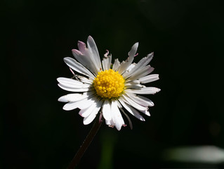 Ein nicht ganz perfektes Gänseblümchen © Gerhard
