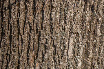 bark of tree. texture