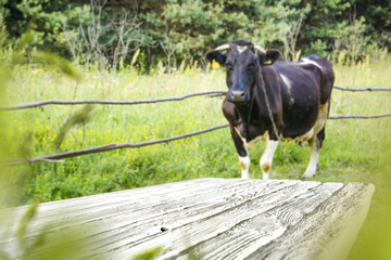 Table background and cow on grass 