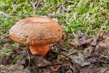 Lactarius deliciosus in the natural environment.