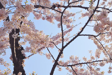桜　春　素材