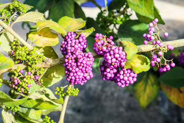 beautyberry is a genus of shrubs and small trees