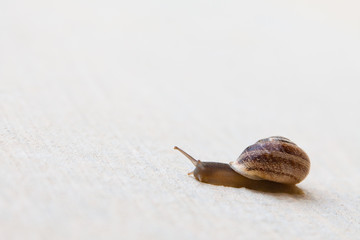 A grape snail with a brown shell sinks on a white textured surface