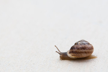 A grape snail with a brown shell sinks on a white textured surface