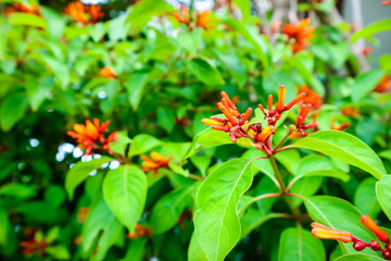 Russelia equisetiformis red boutique flower bloom in garden