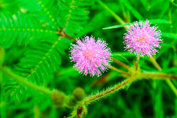 Sensitive Plant pink flower, Mimosa pudica L., properties cure fever, cough, sputum, chronic bronchitis