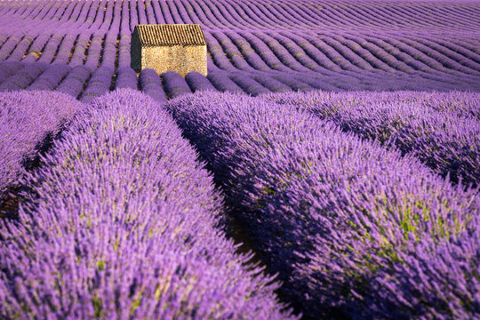 Fototapeta Lavender fields in Valensole at sunset with stone house in Summer. Alpes de Haute Provence, France