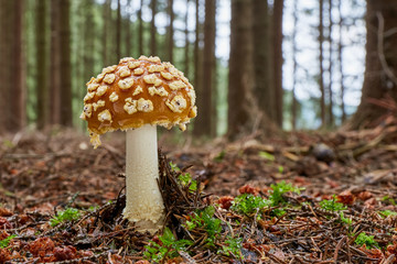 Amanita muscaria in the natural environment.