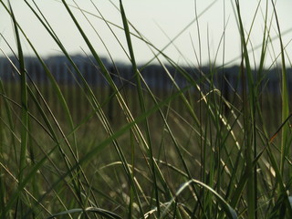 Grass with blurred wooden fence