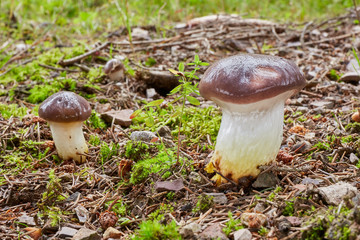 Gomphidius glutinosus in the natural environment.