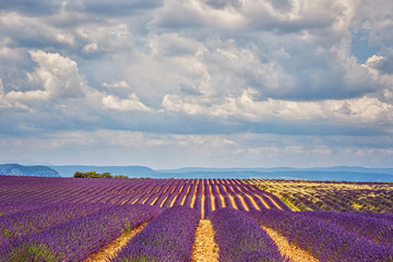 Naklejka na ściany i meble The flowering of lavender in Provence. France. Focus concept.