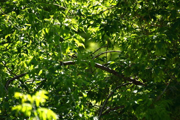 Trees in summer is very hot and very sunny.