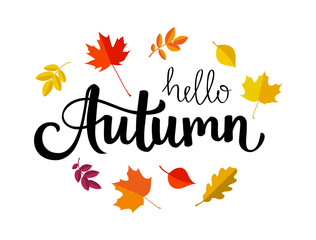 Hello autumn lettering text with autumn orange and yellow leaves. Vector illustration