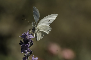 Butterfly langing on Flower