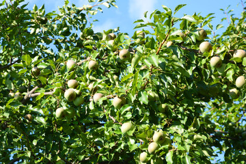 pear, tree, fruit, green, apple, food, branch, garden, nature, agriculture, apples, ripe, healthy, orchard, leaf, fresh, plant, summer, pear, crop, organic, leaves, fruits, farm, sweet, summer, spring