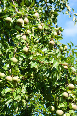pear, tree, fruit, green, apple, food, branch, garden, nature, agriculture, apples, ripe, healthy, orchard, leaf, fresh, plant, summer, pear, crop, organic, leaves, fruits, farm, sweet, summer, spring