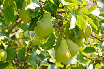 pear, tree, fruit, green, apple, food, branch, garden, nature, agriculture, apples, ripe, healthy, orchard, leaf, fresh, plant, summer, pear, crop, organic, leaves, fruits, farm, sweet, summer, spring