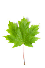Green maple Leaf on white background.