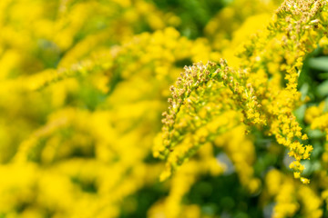 close-up of yellow flowers