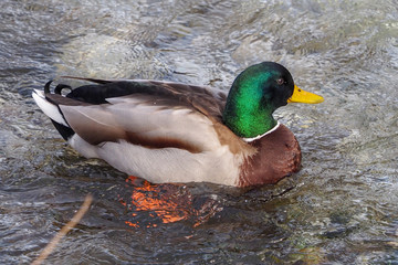 Anas platyrhynchos. Canard colvert mâle ou canard mallard