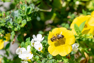 bee at a yellow flower