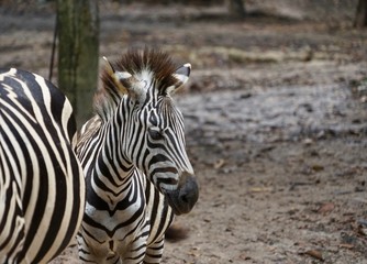 Fototapeta na wymiar zebra. animal. wildlife