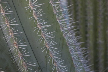 closeup of fat plant tropical cactus. details and green color. arid and beautiful concept nature image