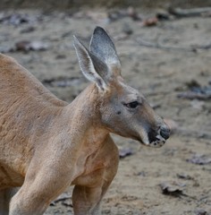 kangaroo wildlife, nature