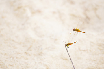 Dragonfly on the twigs in the In the morning, look beautiful