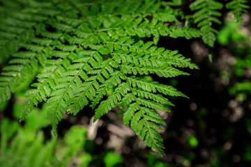 Grüner Farn im Wald