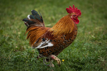 Freilaufendes Huhn auf einer Wiese