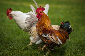 Zwei freilaufende Hühner auf einer Wiese