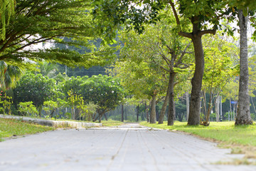 The walk in the park with tons of shady trees feel refreshed in the morning
